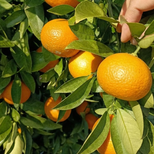 間城農園　みかん（寿太郎）　5kg