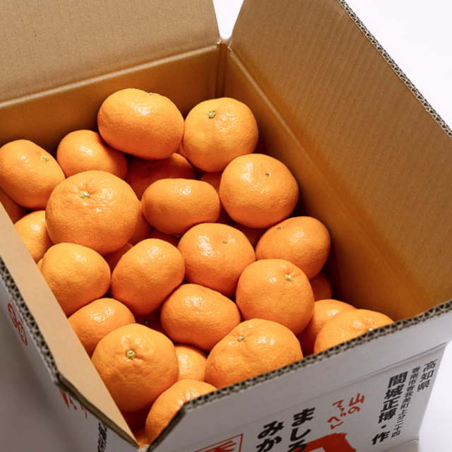 間城さんのみかん Lサイズ 5kg | 高知県土佐町【すえひろ屋】