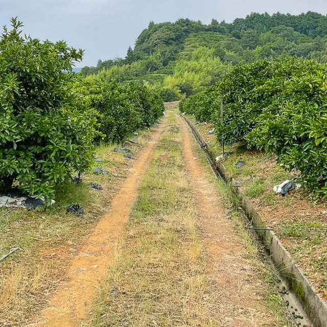 間城さんのみかん Lサイズ 5?s