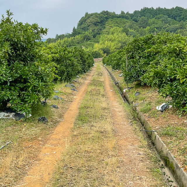 間城さんのみかん Lサイズ 5?s