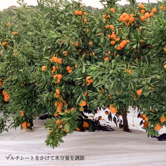 間城さんのみかん Lサイズ 5kg | 高知県土佐町【すえひろ屋】