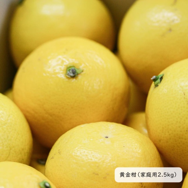 間城農園　黄金柑（おうごんかん）　家庭用2.5kg