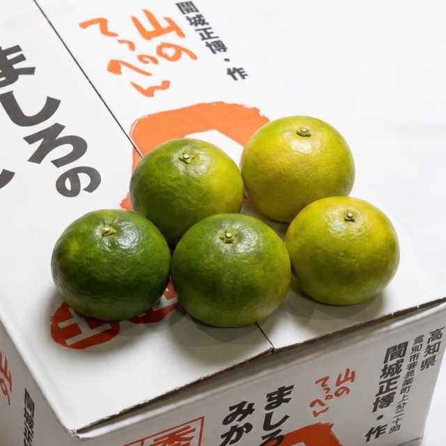 間城さんのグリーンみかん 3kg
