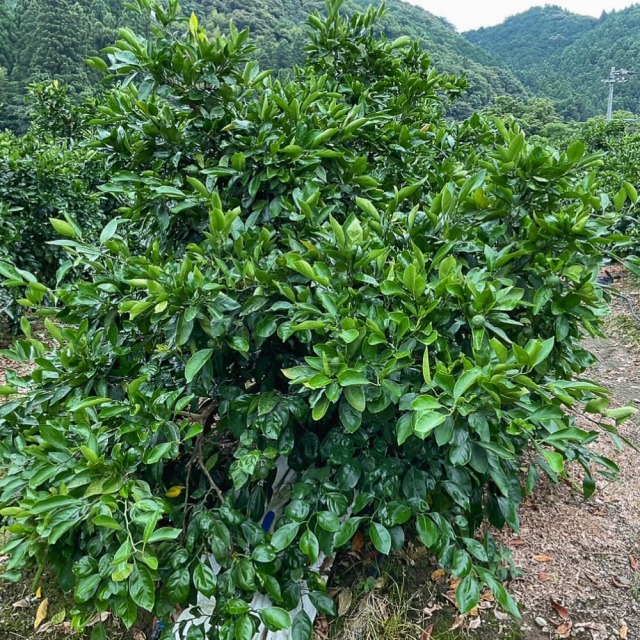 間城さんのグリーンみかん 3kg