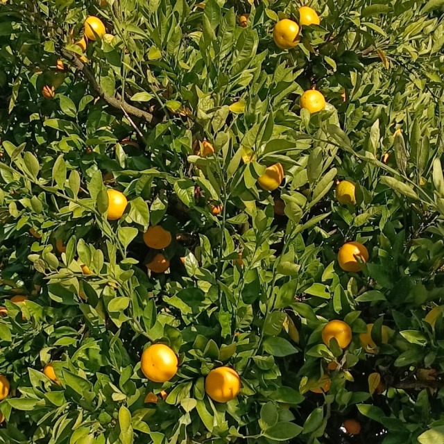 間城農園　みかん（寿太郎）　3kg