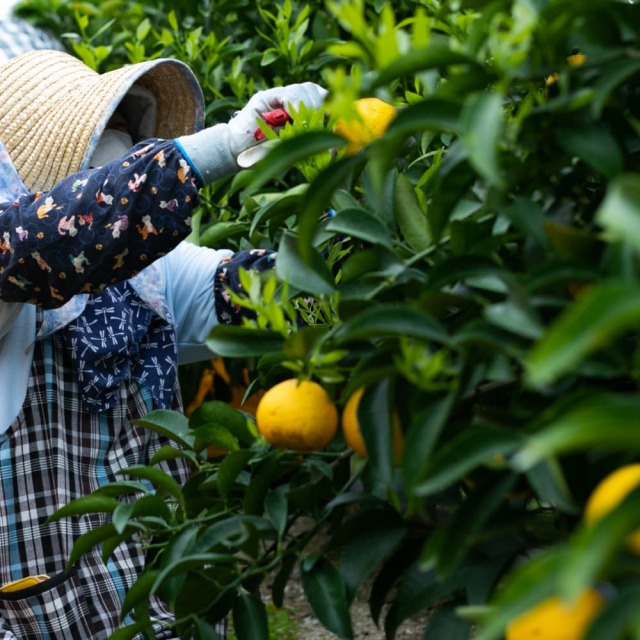 岡宗農園さんのギフト用小夏　3kg