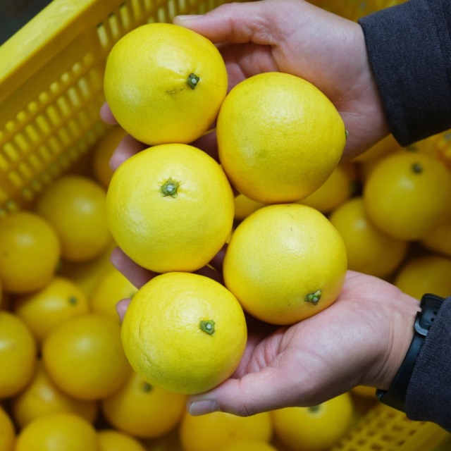 岡宗農園さんのギフト用小夏　3kg