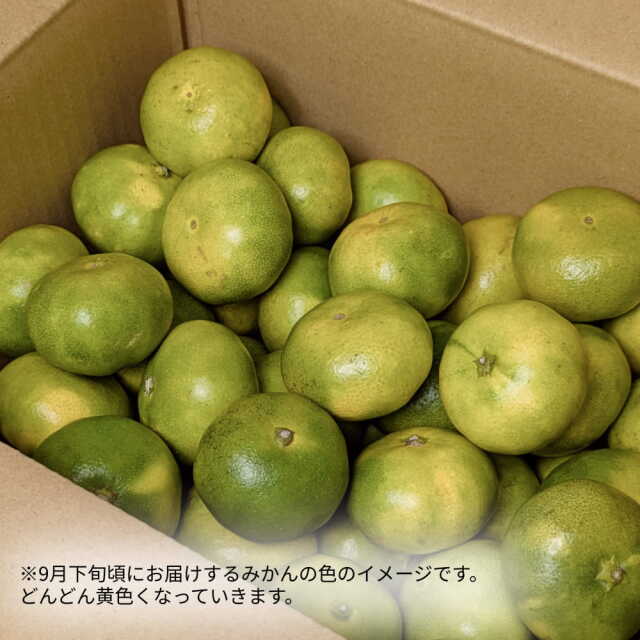 岡宗農園さんのみかん　ギフト用　3kg