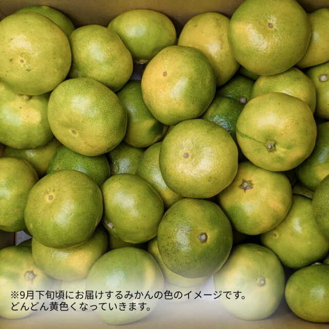 岡宗農園さんのみかん　ギフト用　3kg