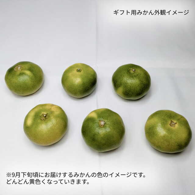 岡宗農園さんのみかん　ギフト用　3kg