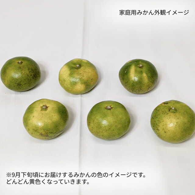 岡宗農園さんのみかん　家庭用　3kg