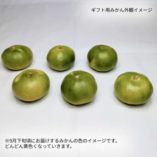 岡宗農園さんのみかん　ギフト用　5kg