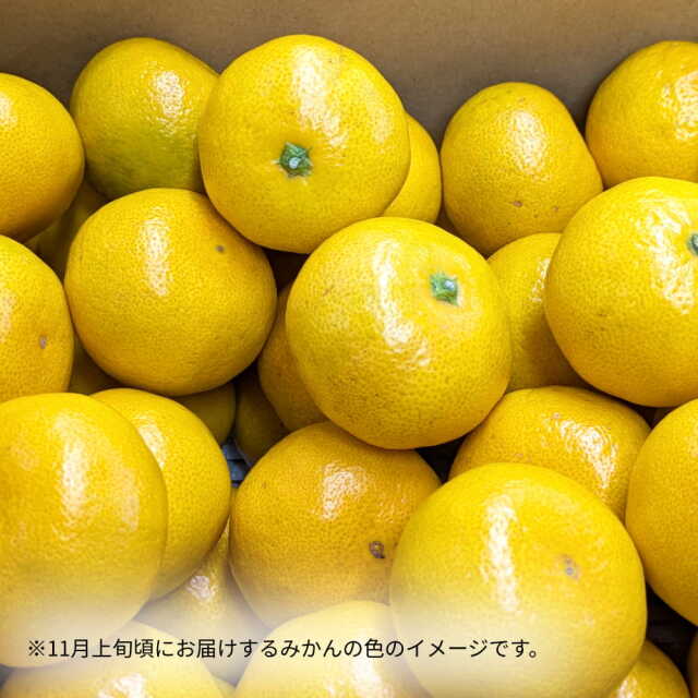 岡宗農園さんのみかん　ギフト用　5kg