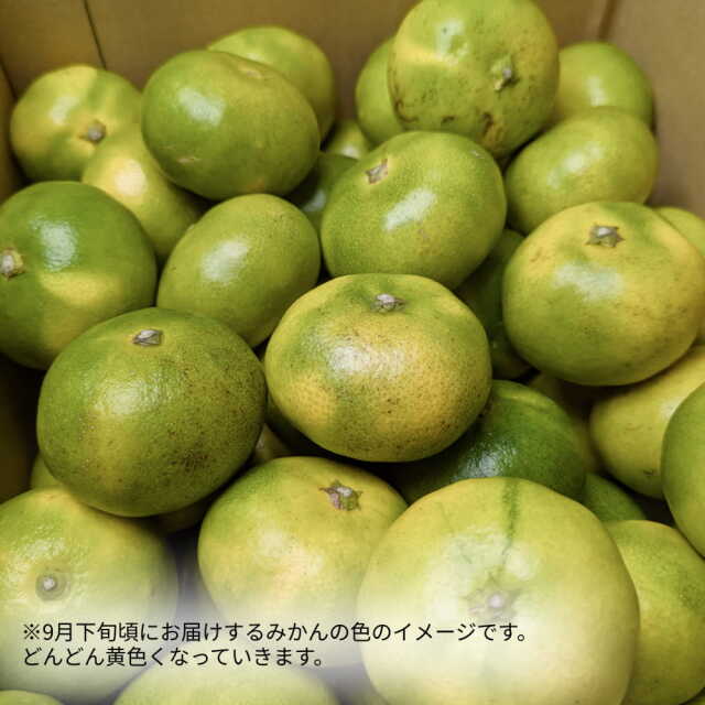 岡宗農園さんのみかん　家庭用　5kg