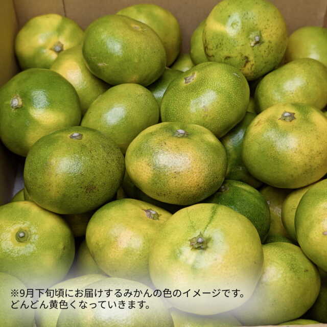 岡宗農園さんのみかん　家庭用　5kg