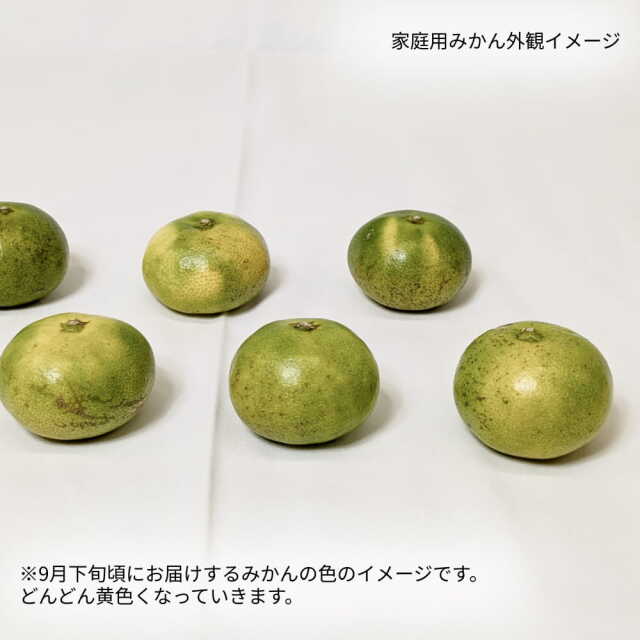 岡宗農園さんのみかん　家庭用　5kg