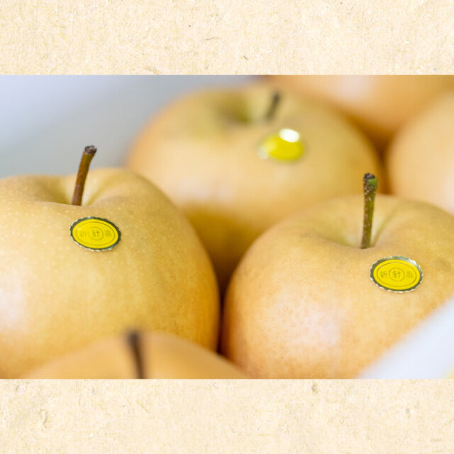 針木産新高梨6玉入(約4kg)