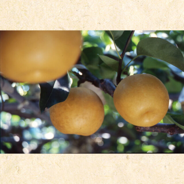 黒岩産新高梨2玉入(1.2kg)