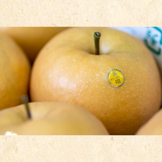 黒岩産新高梨（約2kg、3～4玉入） 【ご家庭用】?