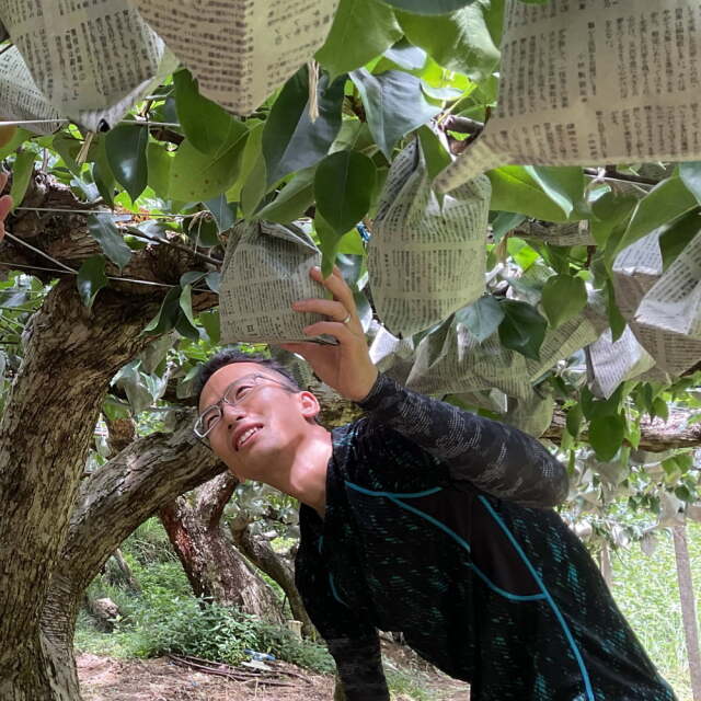 清田さんの新高梨（約3.5kg・5玉入）