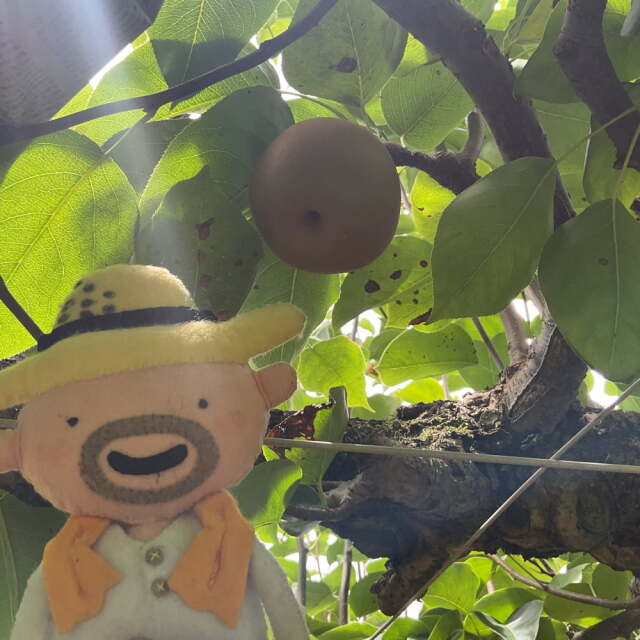 清田さんの新高梨（約3.6kg・6玉入）