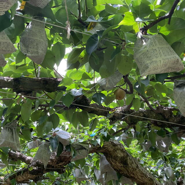 清田さんの新高梨（約3.6kg・6玉入）