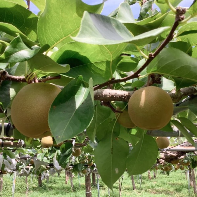 川渕果樹園　新高梨　約2kg（3玉入）
