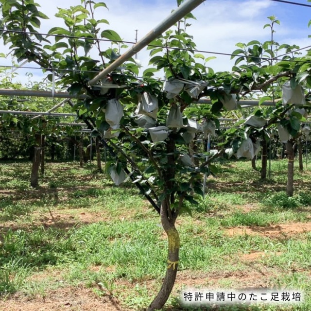 川渕果樹園　新高梨　約2kg（3玉入）