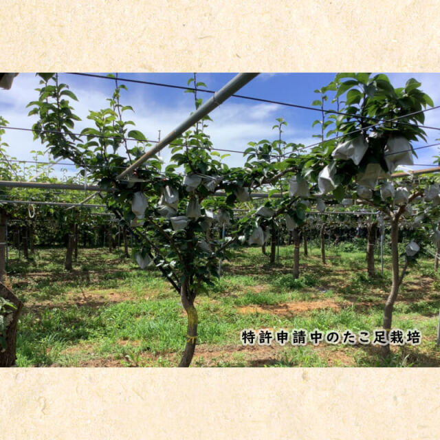 川渕果樹園　新高梨　5玉入（約3kg）?