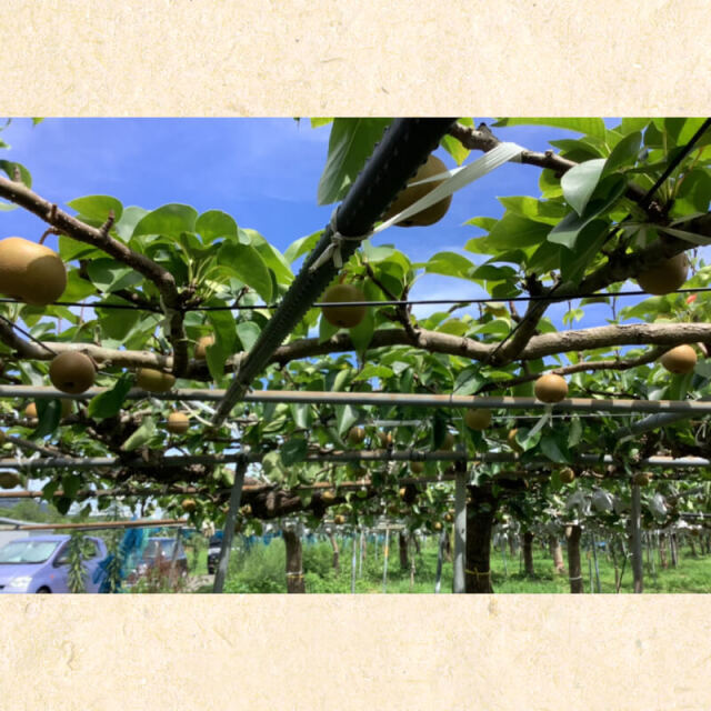 ?川渕果樹園　新高梨　4玉入（約3kg）