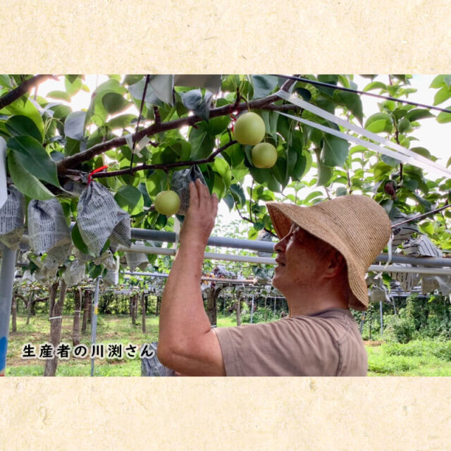 川渕果樹園　秋月(約2kg・5-7玉入）