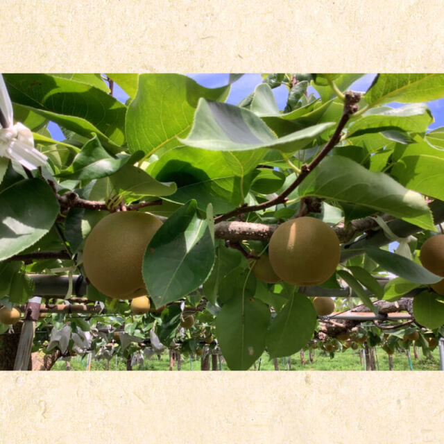川渕果樹園　秋月(約2kg・5-7玉入）