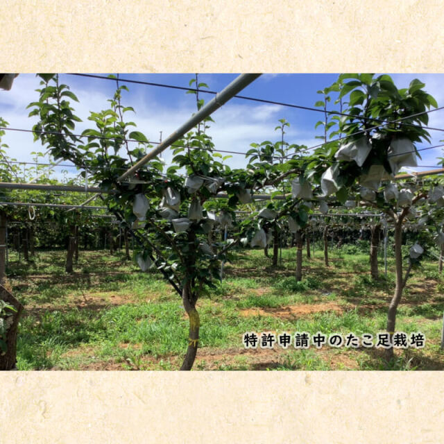 川渕果樹園　秋月(約2kg・5-7玉入）