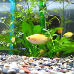 ゴールデン・ハニードワーフグラミー