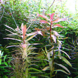 アマニア・セレガネンシス