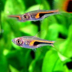 ラスボラ・ヘンゲリー