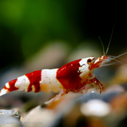 レッドビーシュリンプ