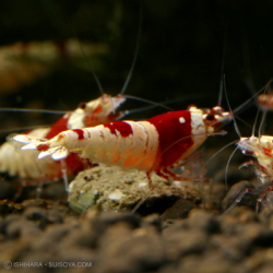 スーパーレッドビーシュリンプ・日の丸≪グレードＳランク≫