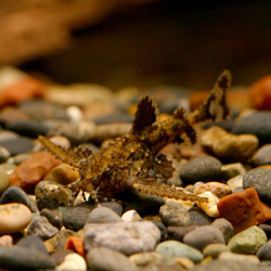 ハラハラキャット