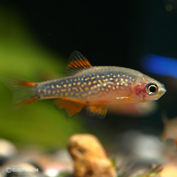 ラスボラsp花火