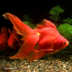 琉金（棚田氏産）