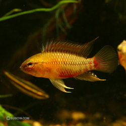 【当店繁殖個体】アピストグラマ・ホイグネイ　”レッド”