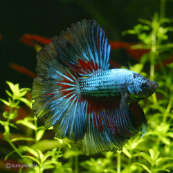 ショーベタ・ハーフムーン