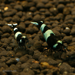 ブラックシャドー