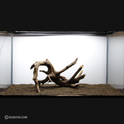 スマトラウッド