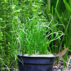 コブラグラス・モーリシャス