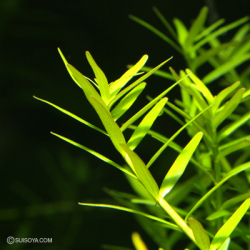 ロタラsp.メキシカーナ 水中葉（2本）