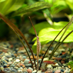 クリプトコリネ・レッドリーフフォーム