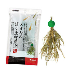 スドー メダカの浮く産卵藻（小）
