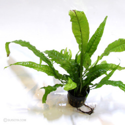 ミクロソリウム・トロピカ